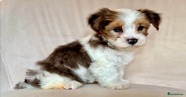 Yorkshire Terrier dogs - Advert 12