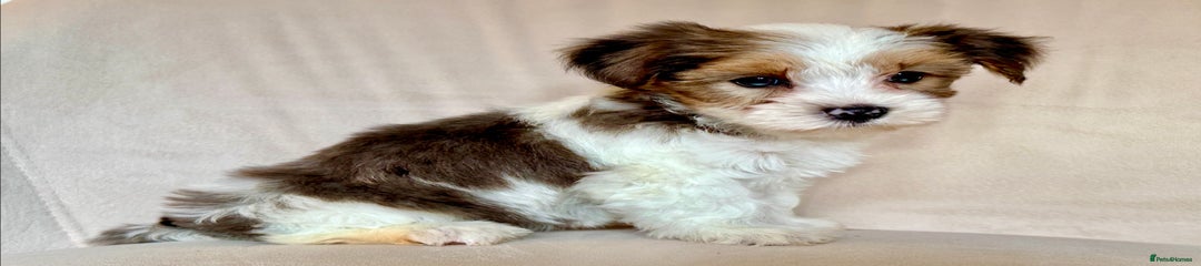 Blue Merle girl - Puppy 3