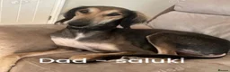 Mixed Breed dogs for sale: Saluki x Staffordshire Bull Terrier Puppy - Advert 8