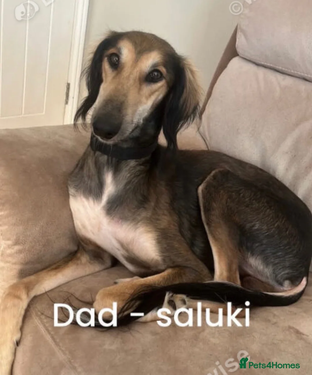 Mixed Breed dogs for sale: Saluki x Staffordshire Bull Terrier Puppy - Advert 8