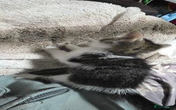 Mixed Breed cats for sale: Friendly playful kittens ready to find thier new  - Image 15