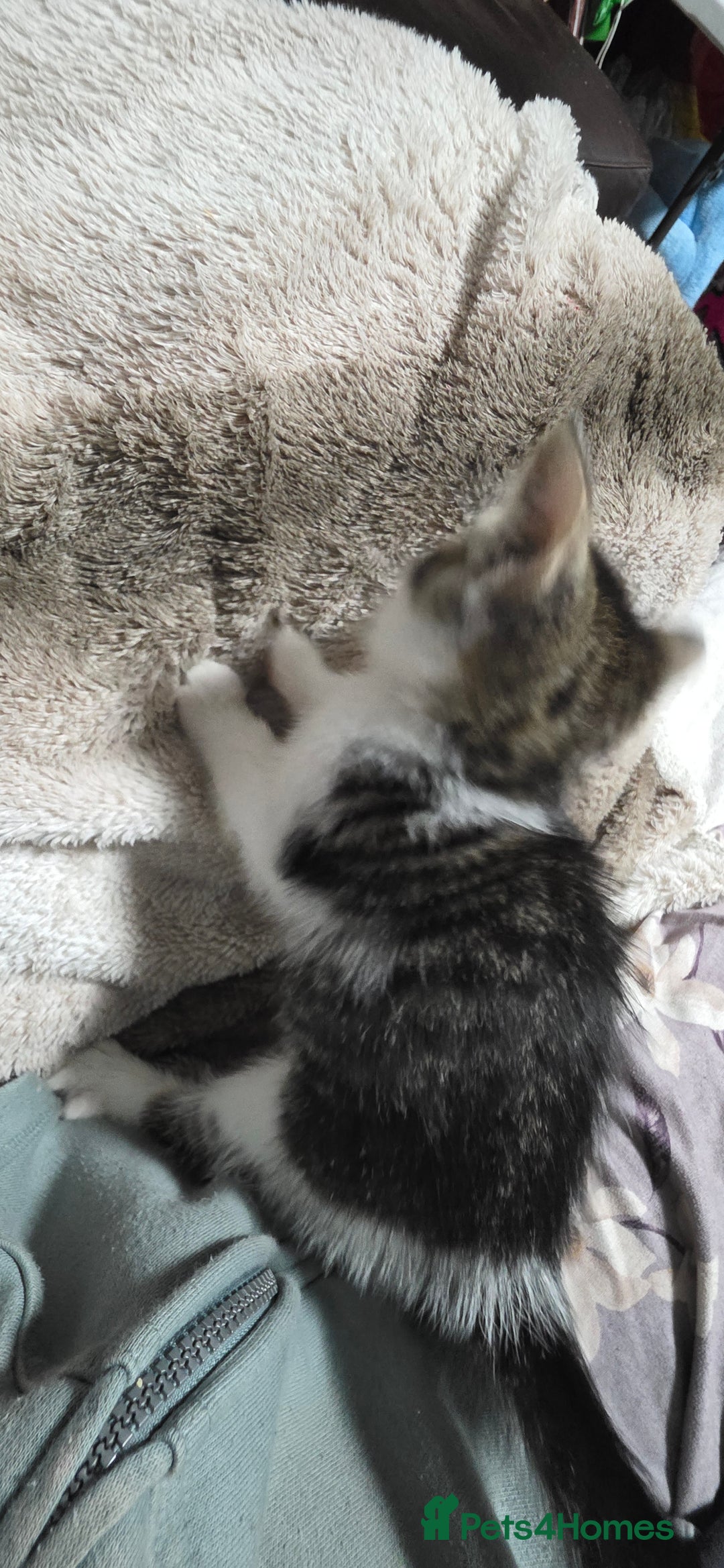 Mixed Breed cats for sale: Friendly playful kittens ready to find thier new  - Image 15