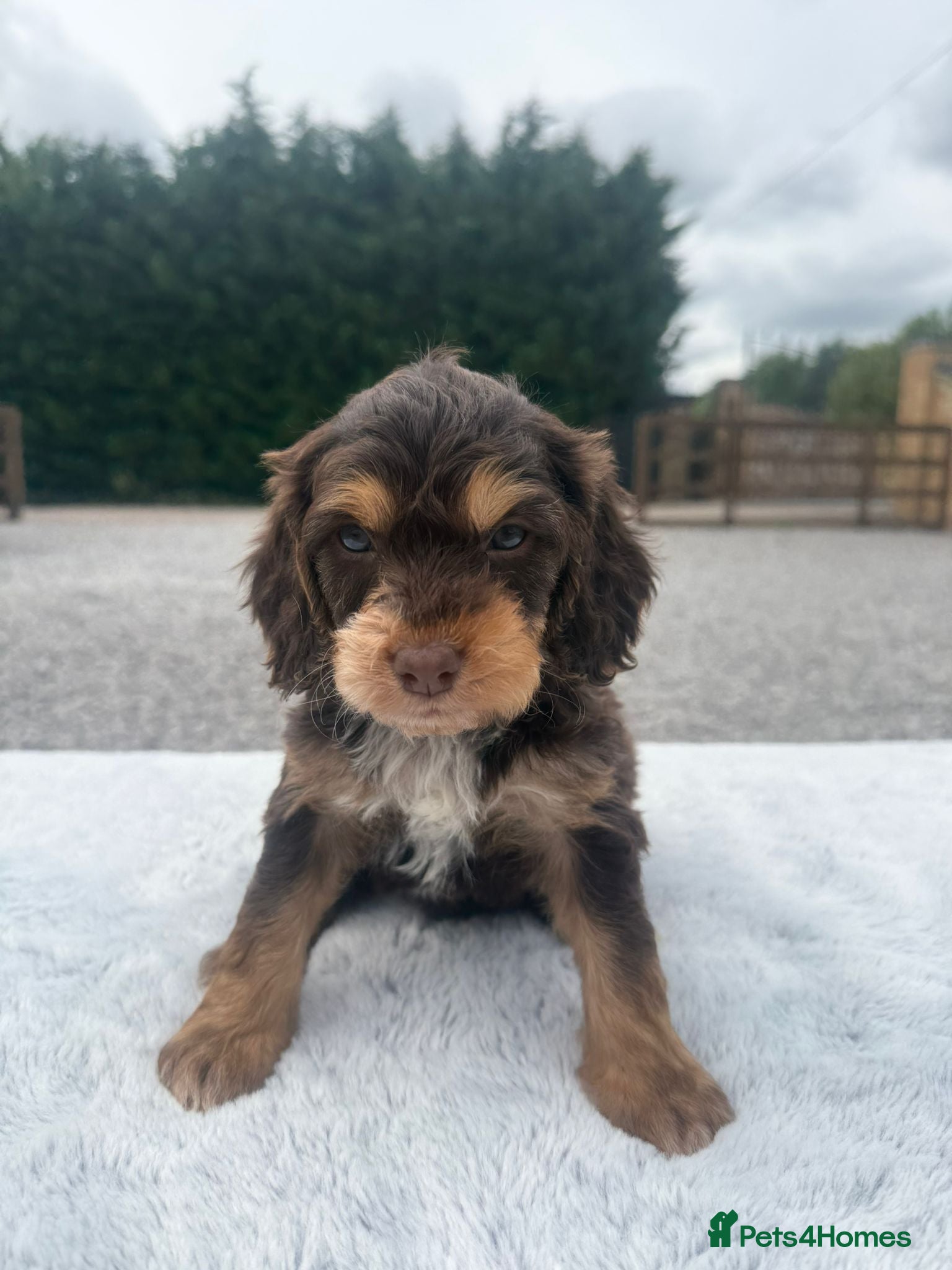 Cockapoo dogs Gorgeous F1B Cockapoo Puppies – 5 Boys, 1 Girl - Advert 2