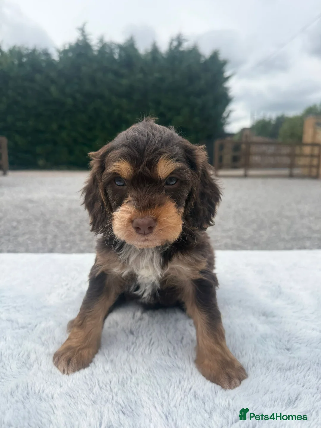 Cockapoo dogs for sale: Gorgeous F1B Cockapoo Puppies – 5 Boys, 1 Girl - Advert 2