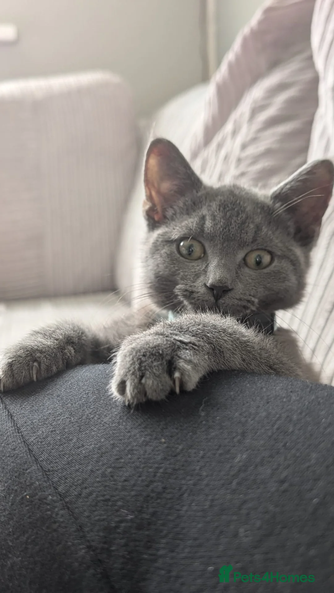 Russian Blue cats for sale: Russian blue kitten  - Advert 2