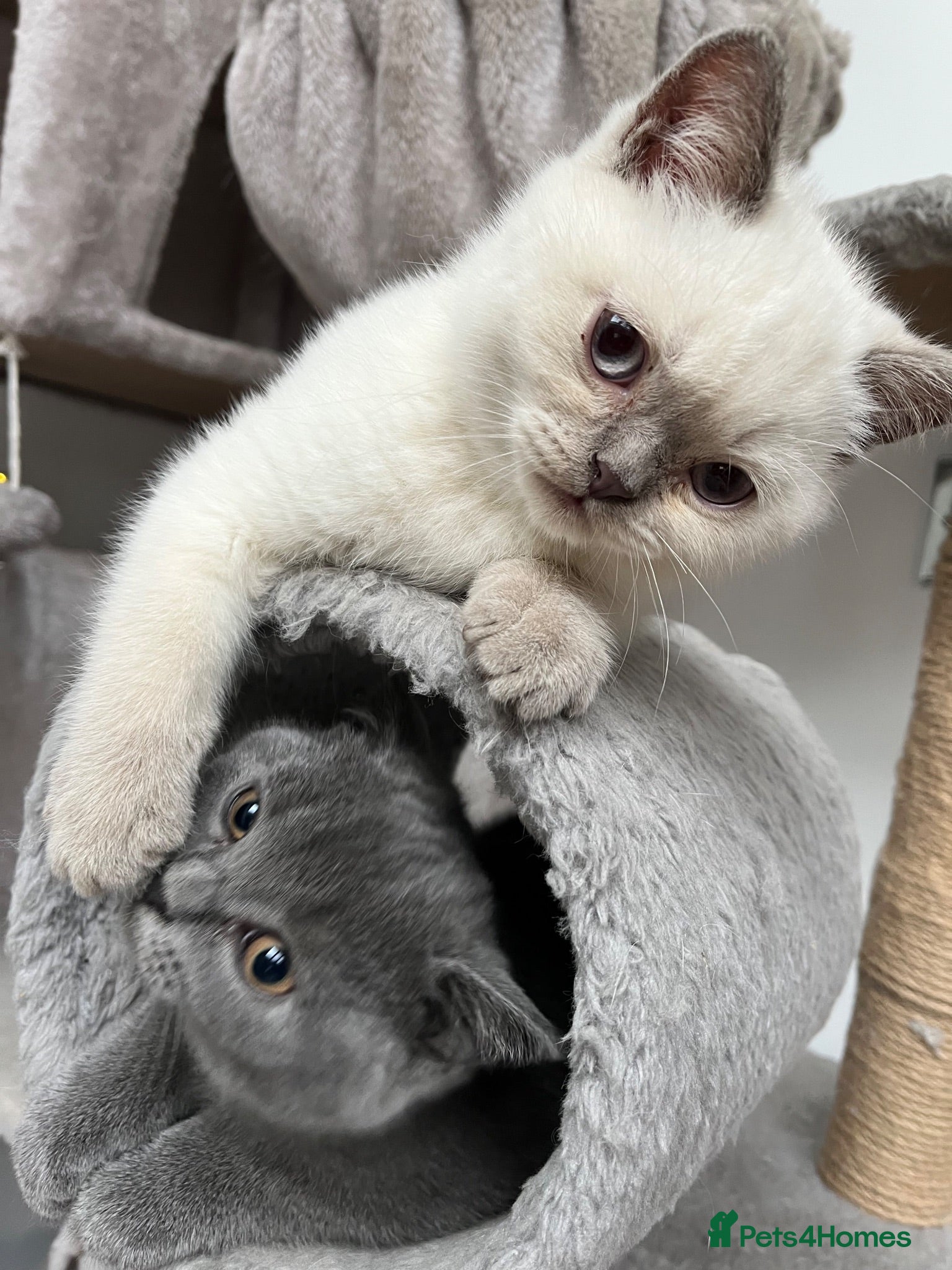 British Shorthair cats ✨TWO ✨Gorgeous Boys left now - Advert 2