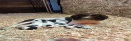 English Springer Spaniel dogs for sale:  Beautiful Pedigree springer spaniels  - Advert 2