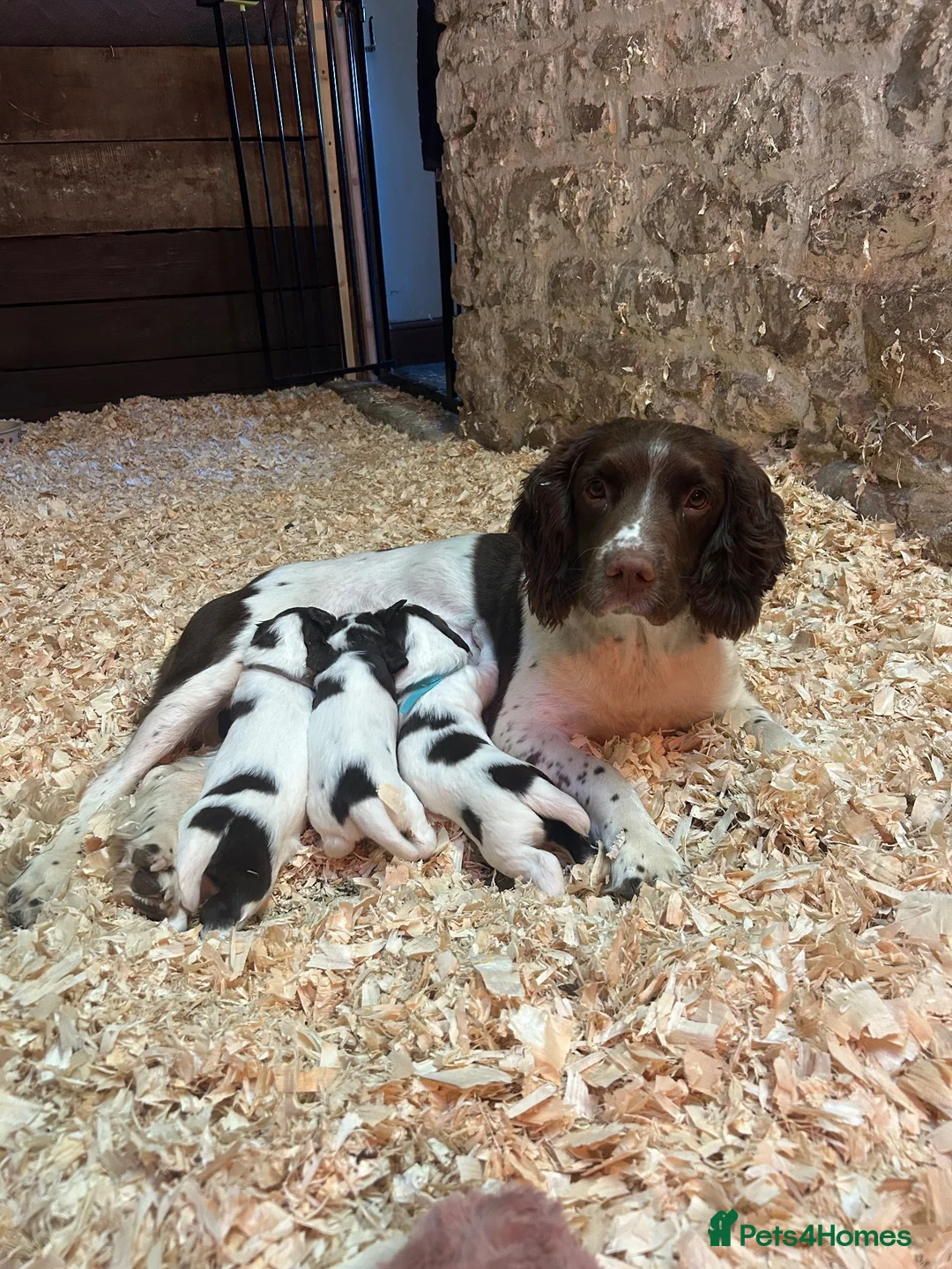 English Springer Spaniel dogs for sale:  Beautiful Pedigree springer spaniels  - Advert 2