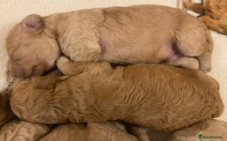 Cavapoo dogs for sale: Gorgeous Teddybear Cavapoo Puppies health checked  - Advert 23