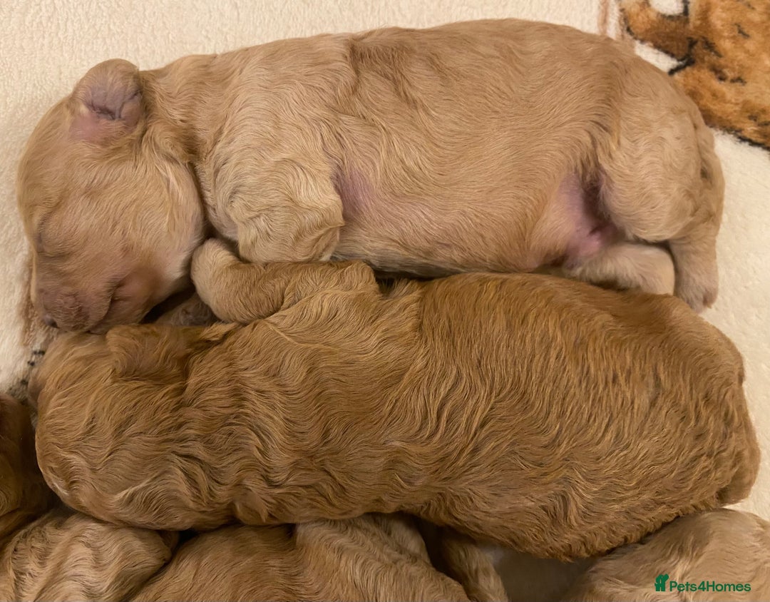 Cavapoo dogs for sale: Gorgeous Teddybear Cavapoo Puppies health checked  - Advert 23