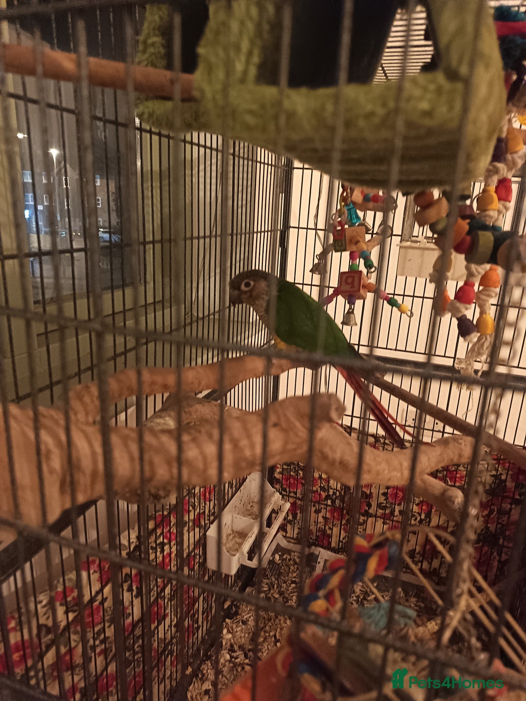 Conures birds for sale: Three conures for sale  - Advert 5