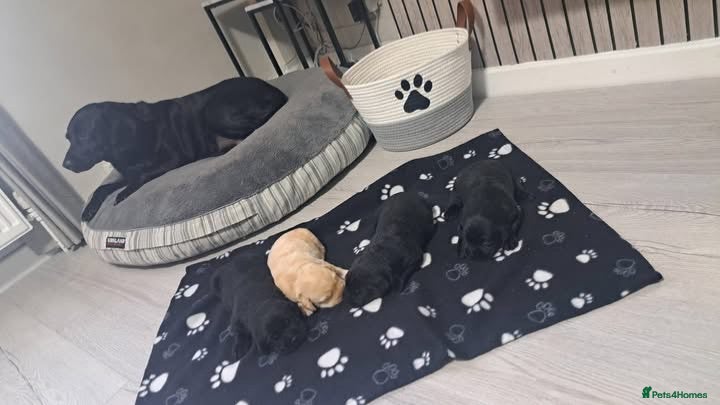 Labrador Retriever dogs Labrador puppies  - Advert 1