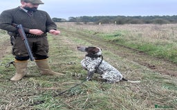 German Shorthaired Pointer dogs for sale: Kash German Shorthaired Pointer  - Image 5