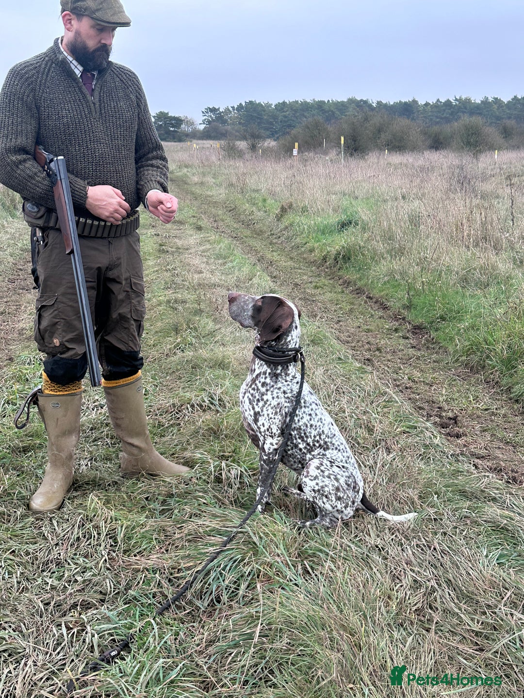 German Shorthaired Pointer dogs for sale: Kash German Shorthaired Pointer  - Image 5
