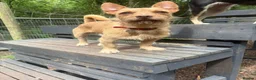 Jack Chi dogs for sale:  2 Year Old Terrier Cross Simba  - Advert 1
