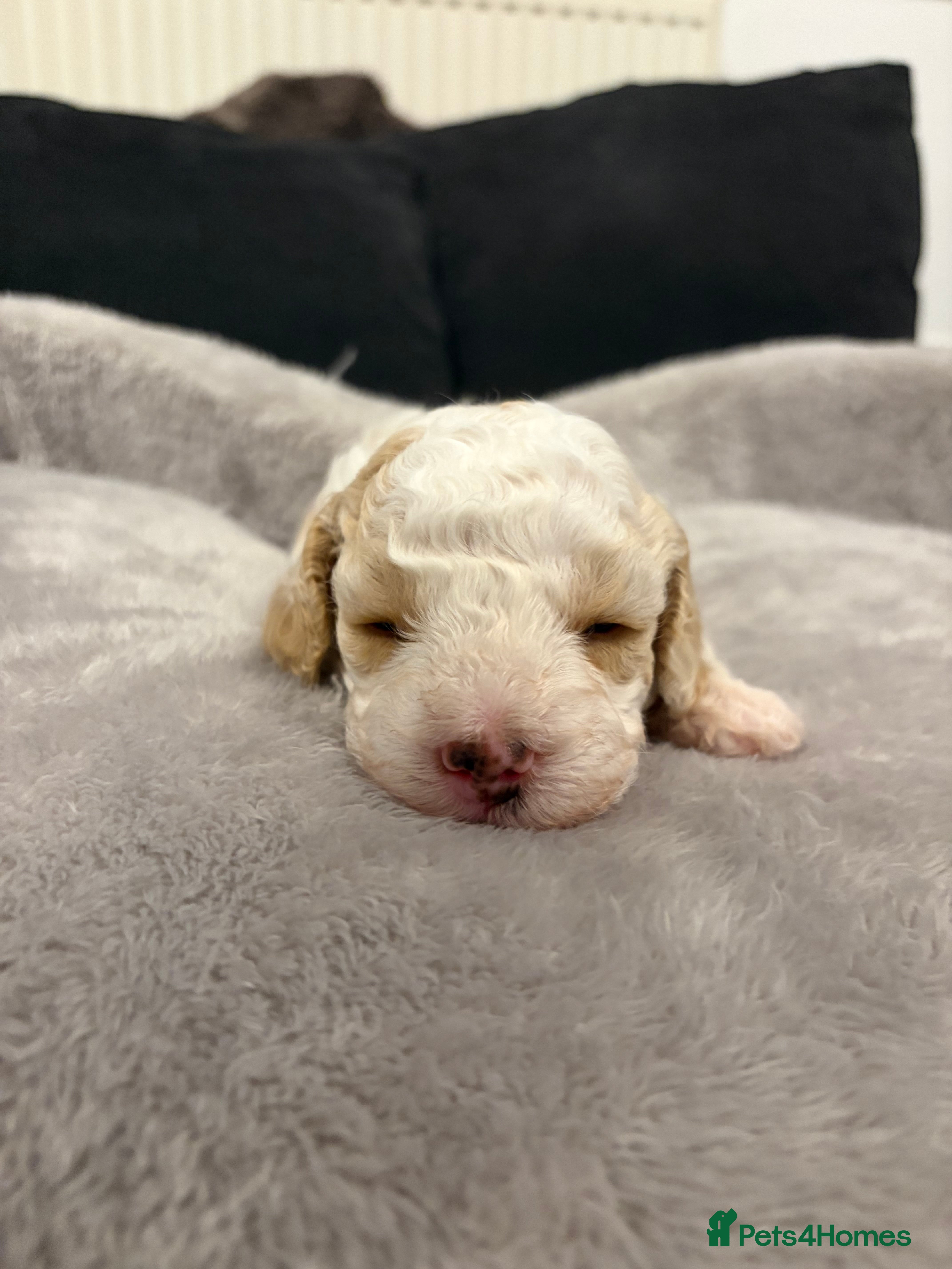 Cavapoo dogs Stunning cavapoo puppies  - Advert 2