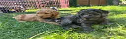 Labradoodle dogs for sale: *READY TO GO* Beautiful Labradoodle Pups - Advert 11