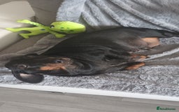Dachshund dogs for sale: Dachsund girl  - Image 3