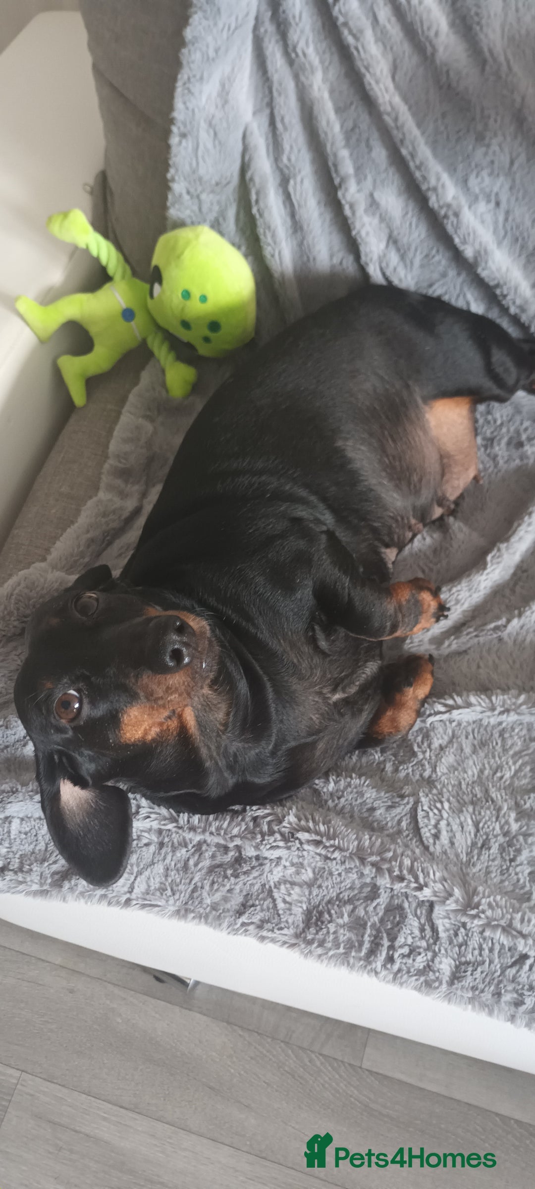 Dachshund dogs for sale: Dachsund girl  - Image 3