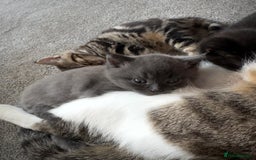 Domestic Shorthair cats for sale: Beautiful 9 Week Old Kittens  - Image 8