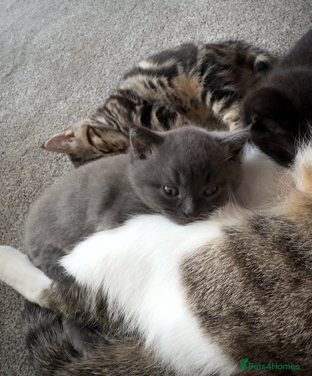 Domestic Shorthair cats for sale: Beautiful 9 Week Old Kittens  - Image 8