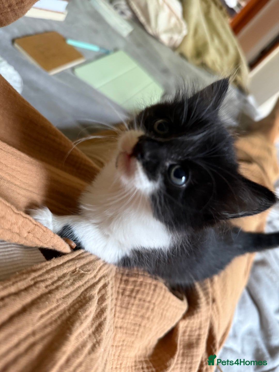 Mixed Breed cats for sale: 5 gorgeous fluffy tuxedo kittens - Image 4