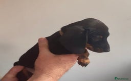 Miniature Dachshund dogs for sale: Stunning  Black and Tan miniature Dachshunds - Image 7