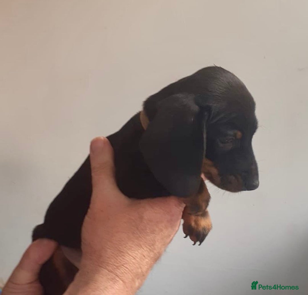 Miniature Dachshund dogs for sale: Stunning  Black and Tan miniature Dachshunds - Image 7