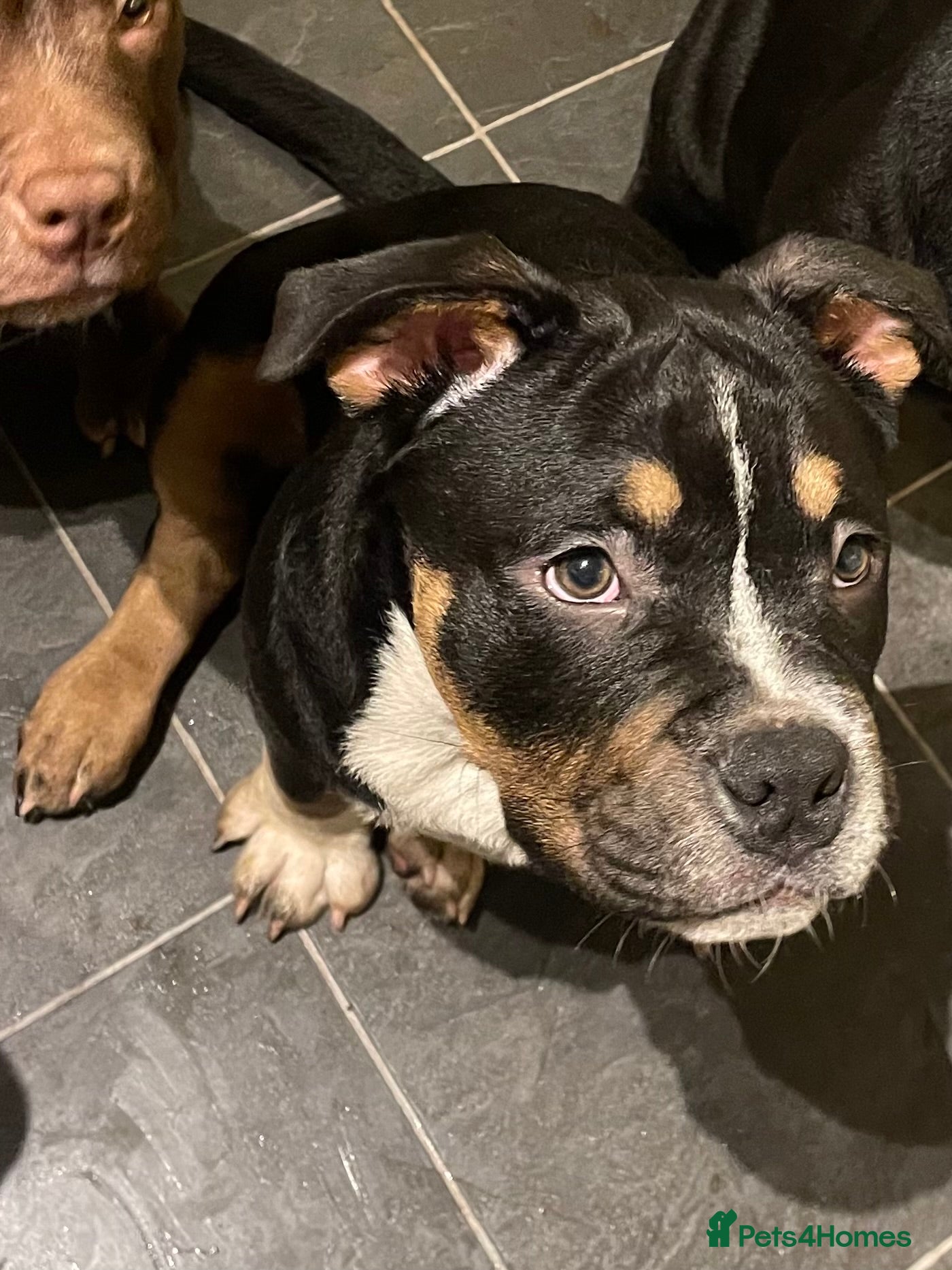 Mixed Breed dogs Pocket bully cross chow chow trio coloured boy! - Advert 2