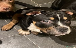 Mixed Breed dogs for sale: Pocket bully cross chow chow trio coloured boy! - Advert 1