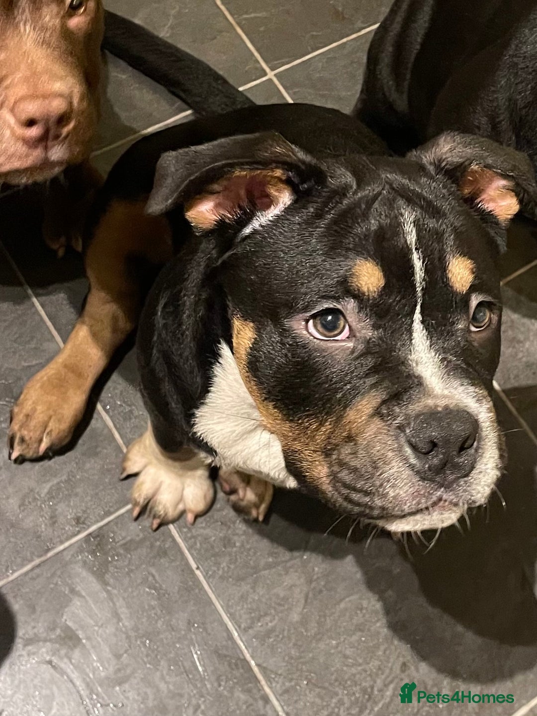 Mixed Breed dogs for sale: Pocket bully cross chow chow trio coloured boy! - Advert 1