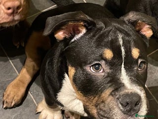 Mixed Breed dogs Pocket bully cross chow chow trio coloured boy! - Advert 4