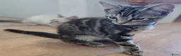 Mixed Breed cats for sale:  1 girl left lynx point - BLUE eyed ragdoll mix - Advert 7