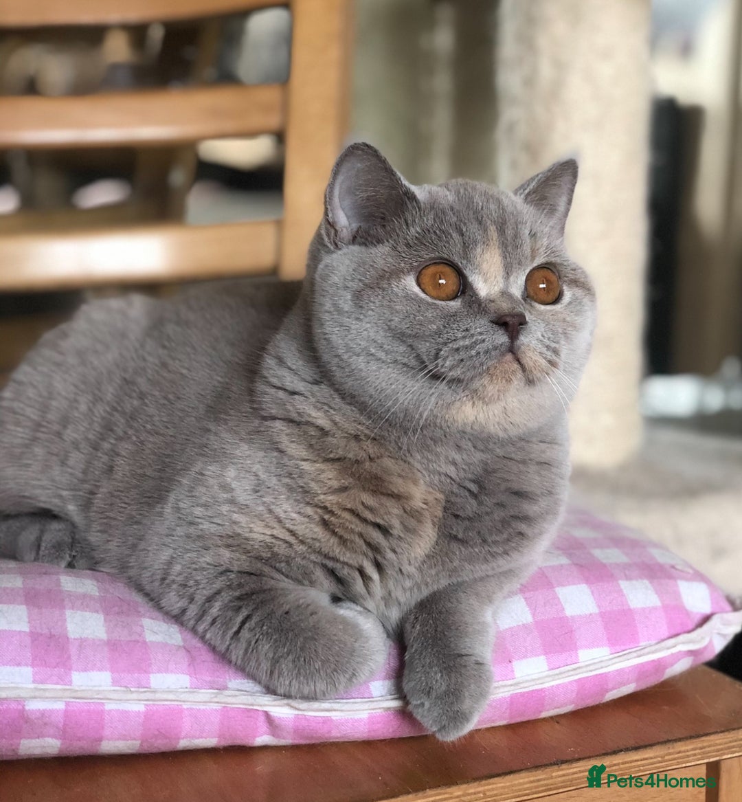 British Shorthair cats for sale: Beautiful BSH lilac Tortie girl for sale - Advert 9