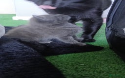 British Shorthair cats for sale: 3 beautiful kittens - Image 19