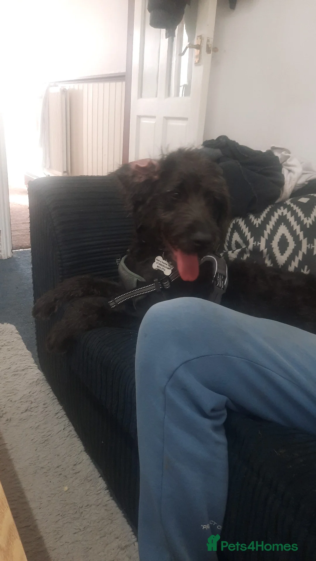 Labradoodle dogs for sale: Female pup  - Advert 1
