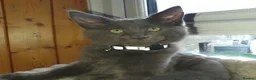Maine Coon cats for sale: Tica pedigree Maine Coon Parents dna screened. - Advert 9