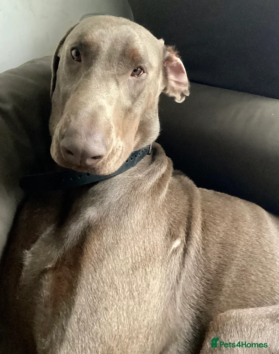 Dobermann dogs for sale: Special rehome - Advert 2