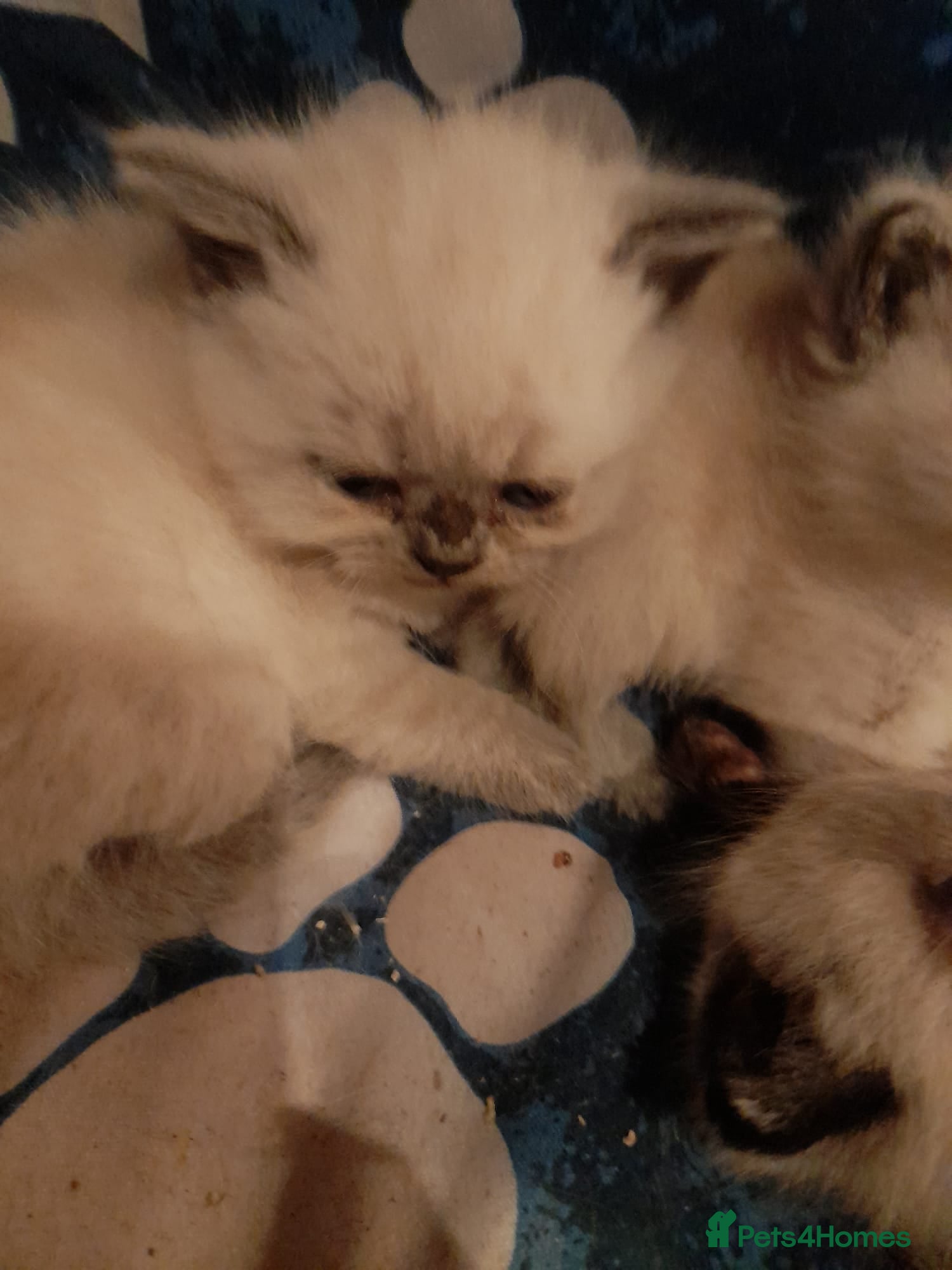 British Shorthair cats British shorthair kittens - Advert 13