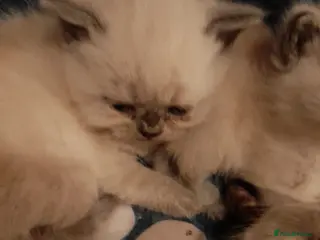 British Shorthair cats British shorthair kittens - Advert 13