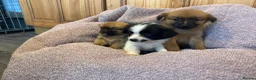 Pomchi dogs for sale: Pomchi in Hull - Advert 21