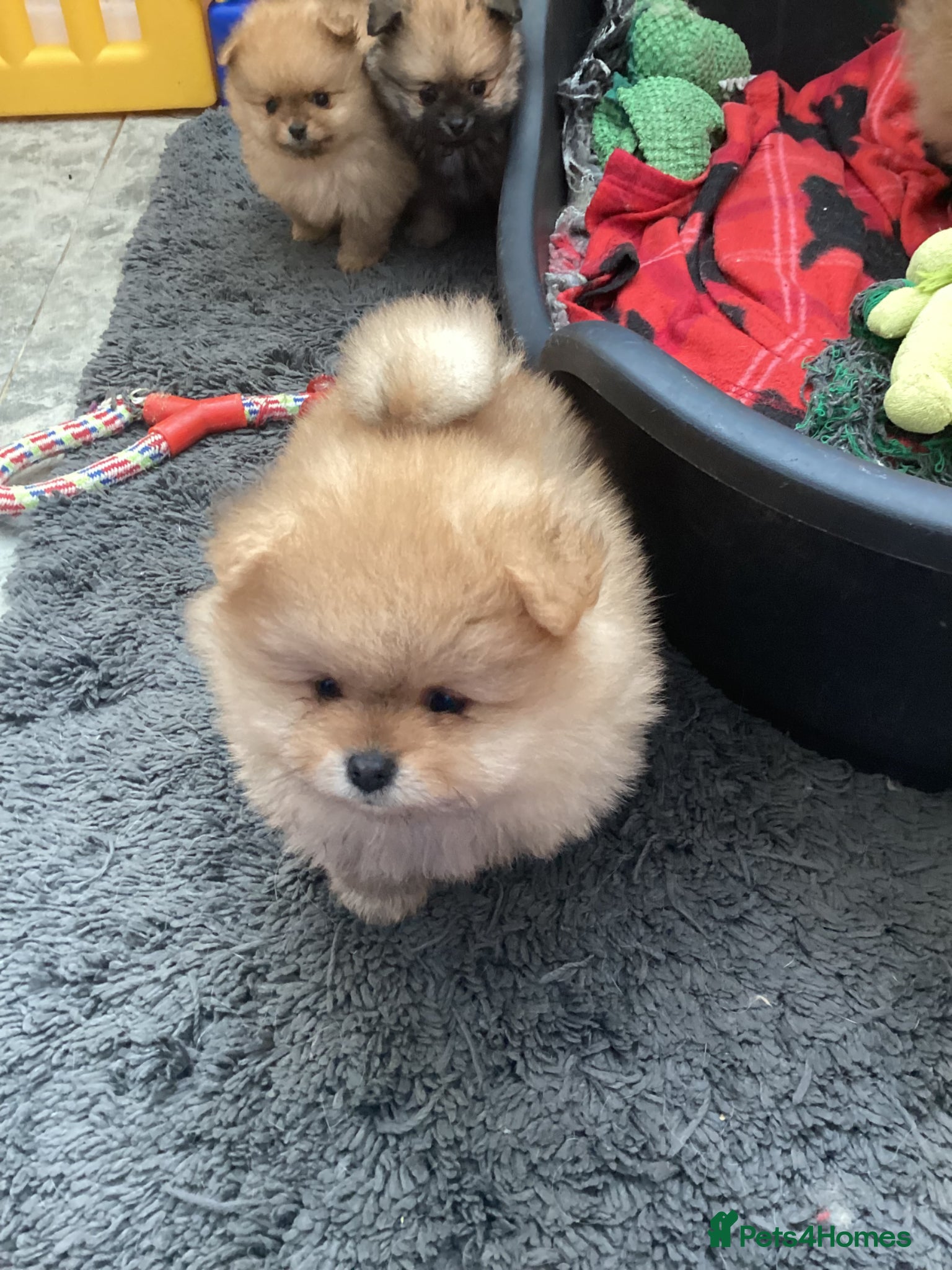 Pomeranian dogs kc reg top quality teddy Pomeranian pups  - Advert 2