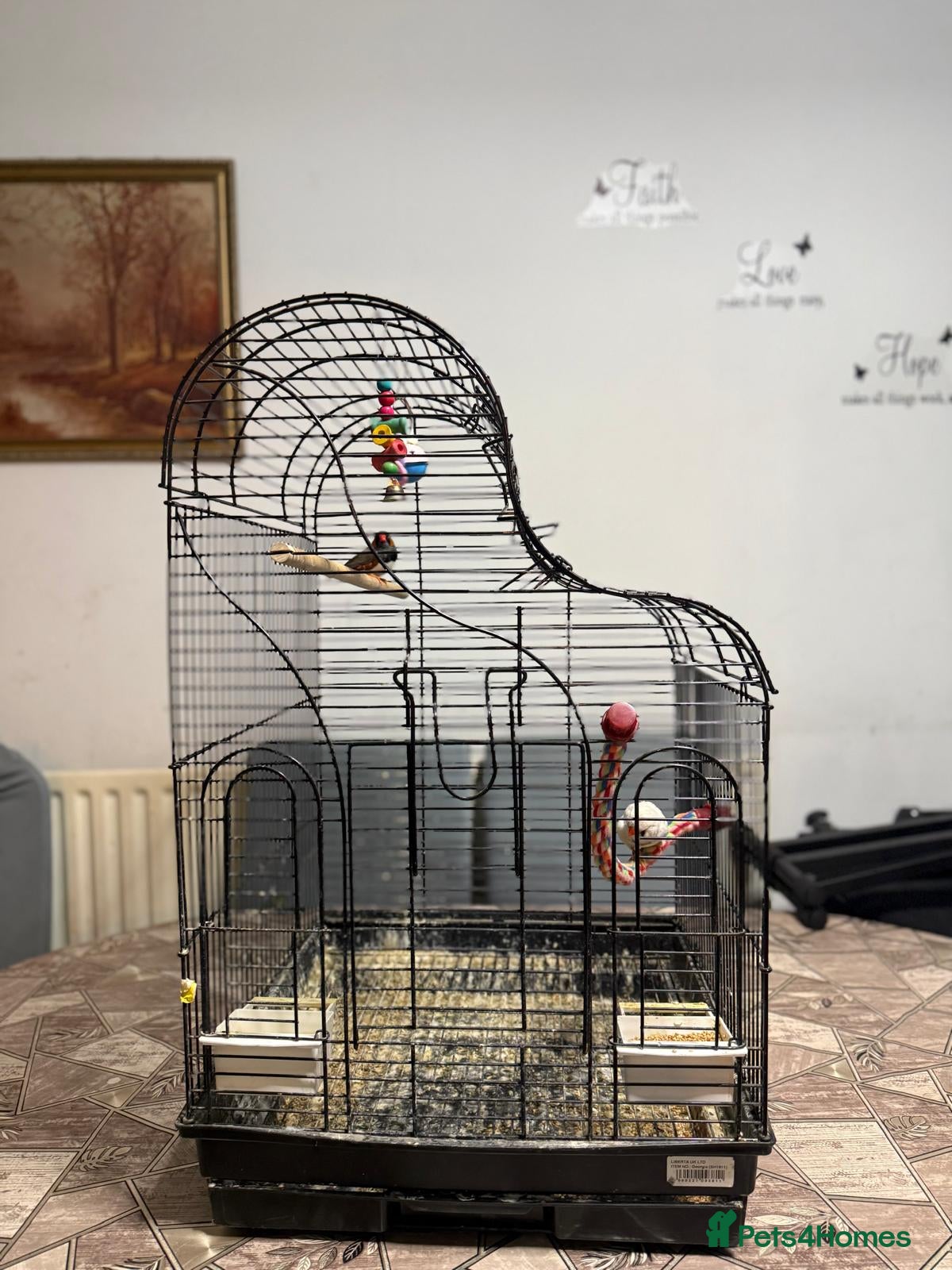 Finches birds Finches bird - Advert 1