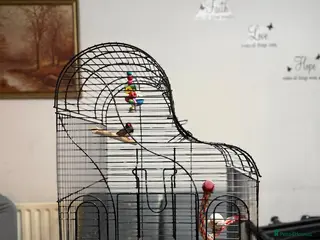 Finches birds Finches bird - Advert 1