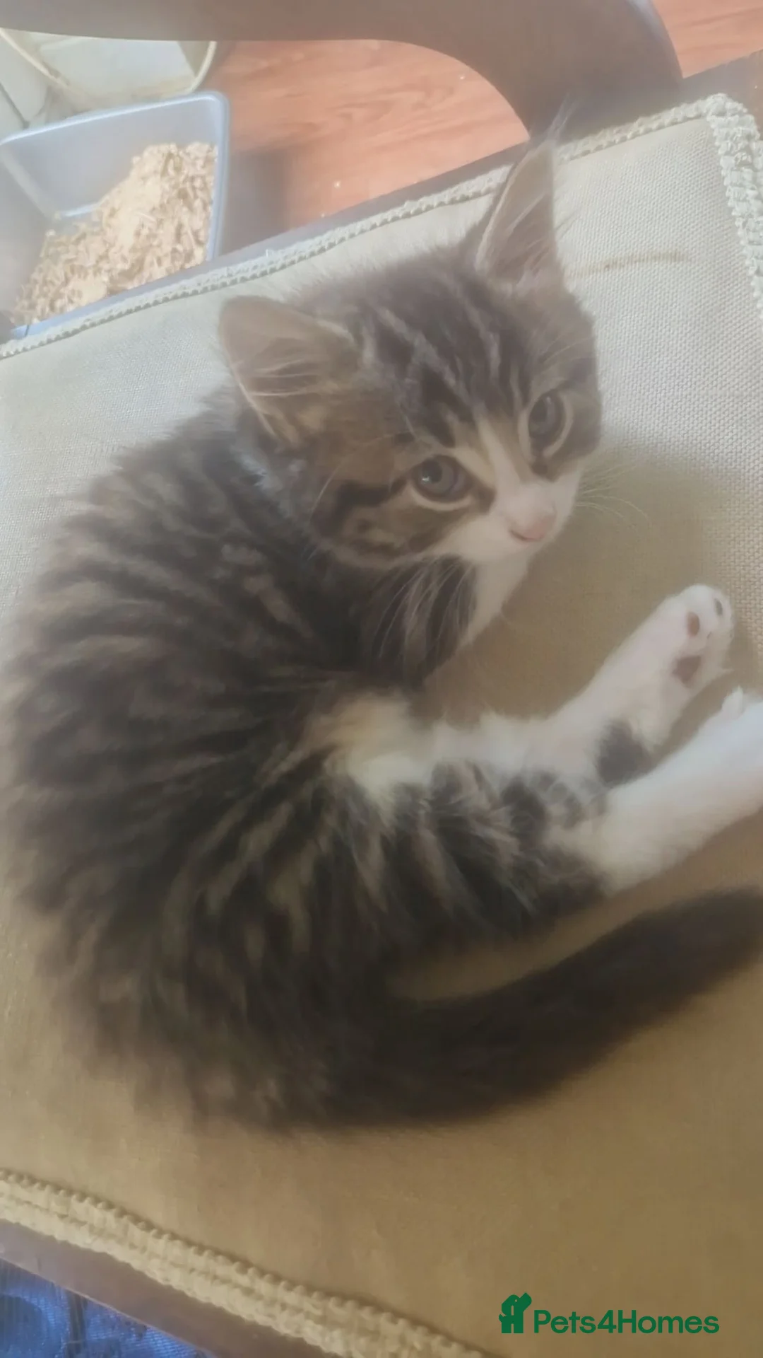 Mixed Breed cats for sale: Kittens need loving home  in Coventry - Advert 2