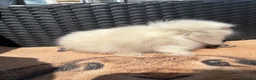 Mini Lion Lop rabbits for sale: UPDATED 09/06 ready now lionlops - Advert 2