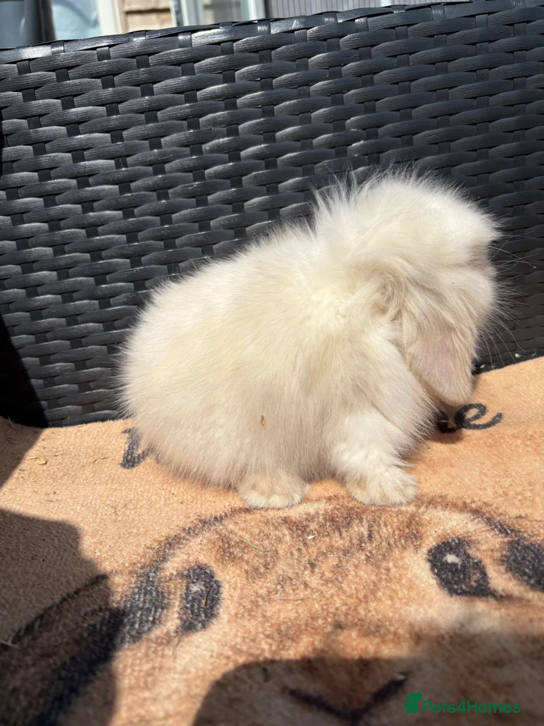 Mini Lion Lop rabbits for sale: UPDATED 09/06 ready now lionlops - Advert 2