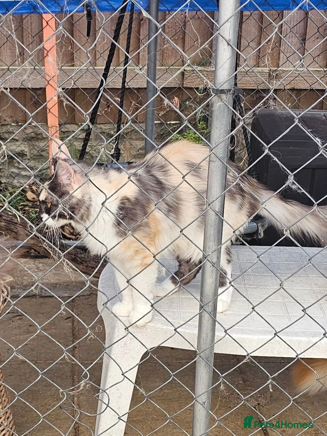 Maine Coon cats for sale: Active Calico female Mainecoon  - Advert 9