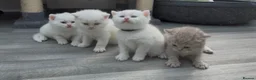 British Shorthair cats for sale: ✨⭐️Beautiful White British shorthair kittens⭐️✨ - Advert 1