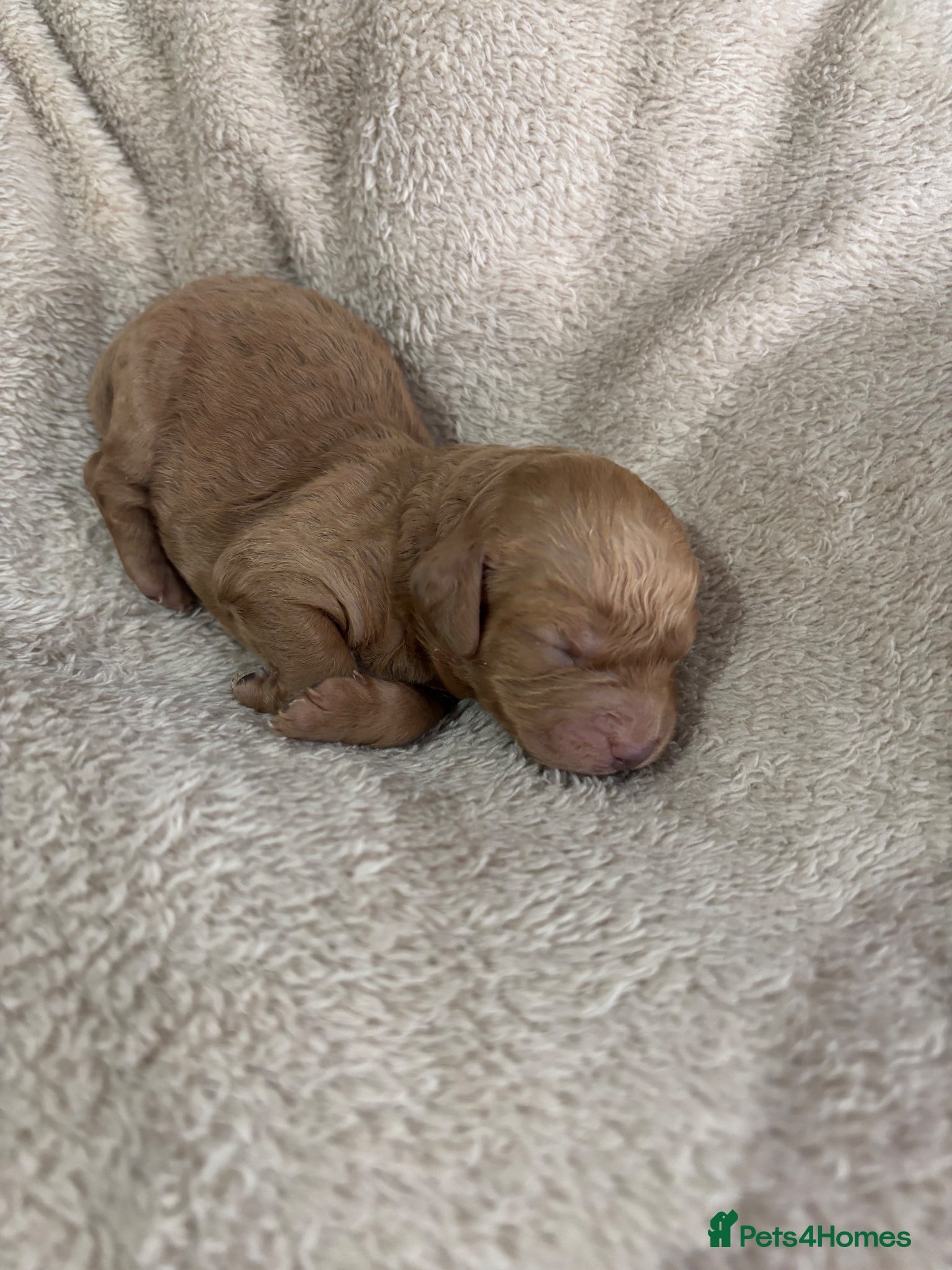 Cockapoo dogs Cockapoo puppy’s  - Advert 1